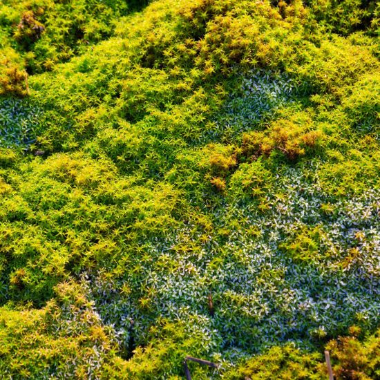 Celine Baumann Parliament of Plants