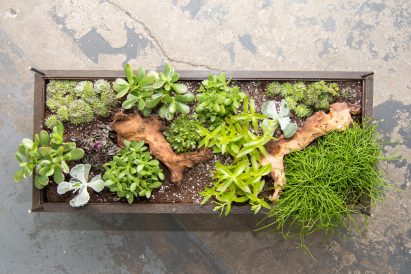 Hackney Botanical makes plant-filled tables from reclaimed window frames