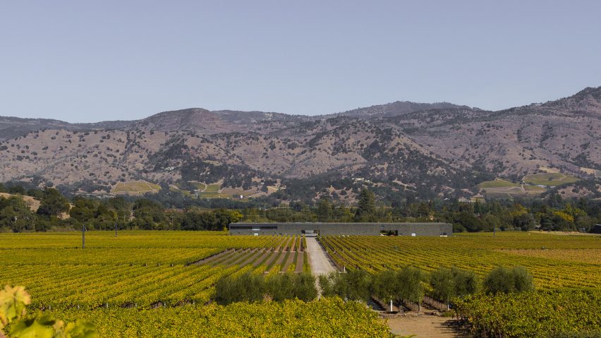 Dominus Estate Photography by Yueqi Jazzy Li