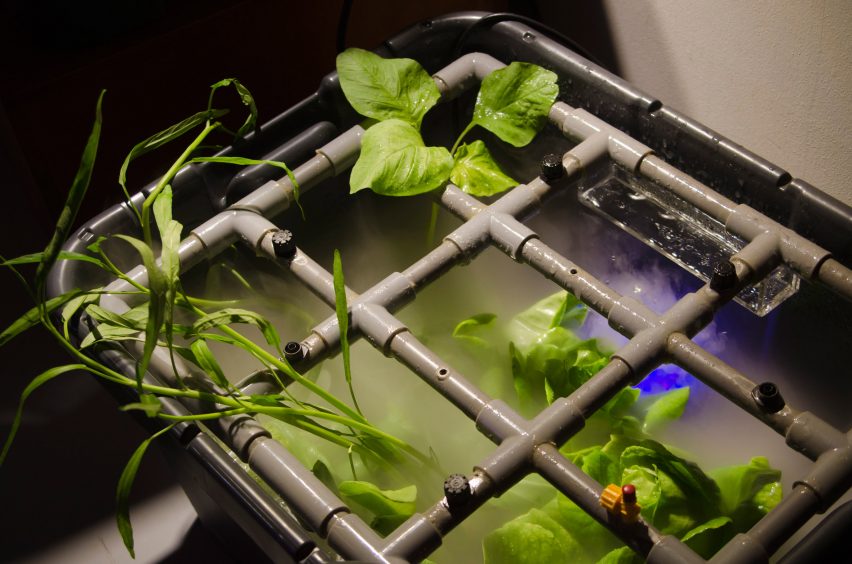 Mitigation of Shock by Superflux plants