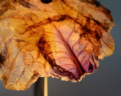 Nir Meiri turns cabbage into Veggie Lights with veiny, paper-like shades