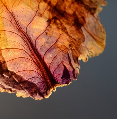 Nir Meiri turns cabbage into Veggie Lights with veiny, paper-like shades