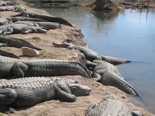 Alligator park in a gas holder by Avanton