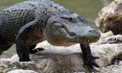 Alligator park in a gas holder by Avanton