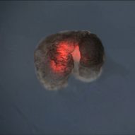 Xenobots are living robots