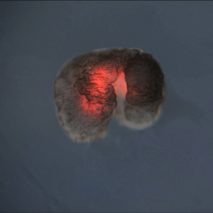Xenobots are living robots