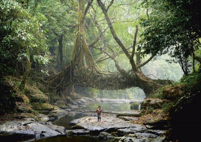 Jingkieng Dieng Jri Living Root Bridges are a system of living ladders and walkways