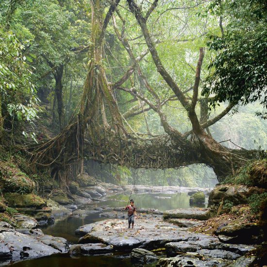Jingkieng Dieng Jri Living Root Bridges are a system of living ladders and walkways