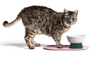 Layer and Cat Person design social media-friendly furniture for felines