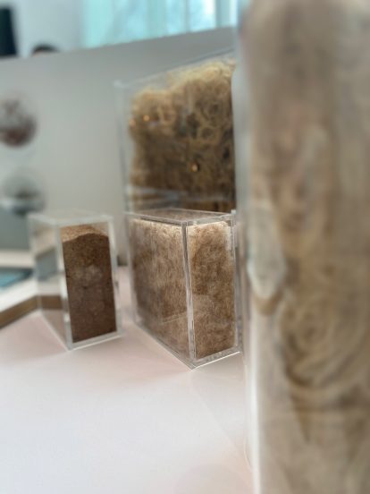 RCA students develop SaltyCo sustainable fabrics using freshwater-free plants