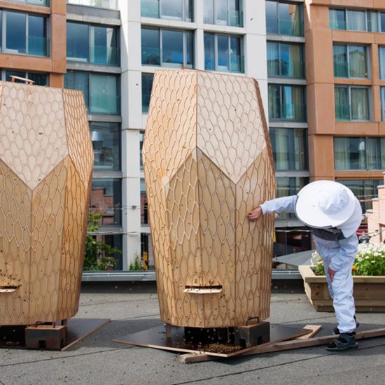 Seven urban refuges for bees living in cities