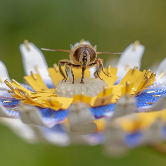 Seven urban refuges for bees living in cities