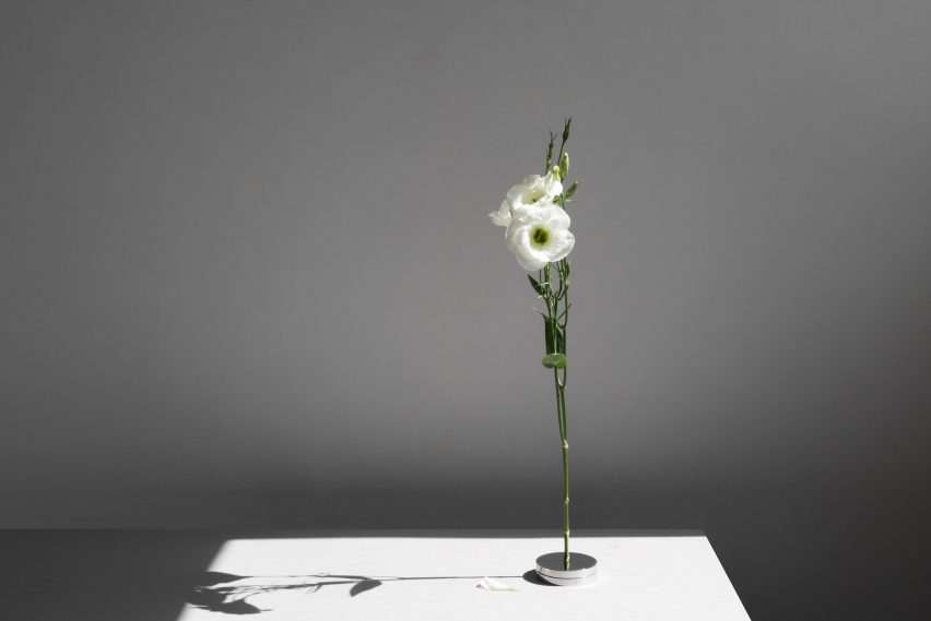 No Vase by Moisés Hernández