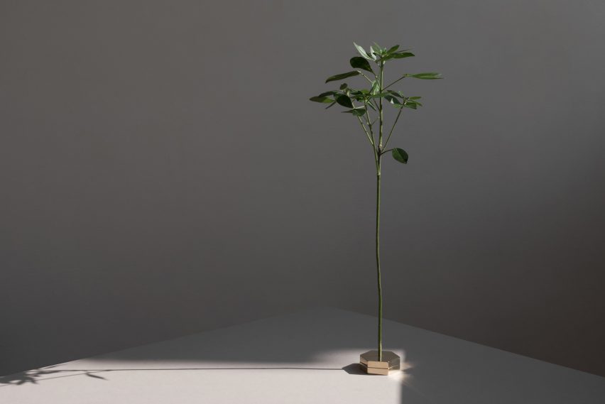 No Vase by Moisés Hernández
