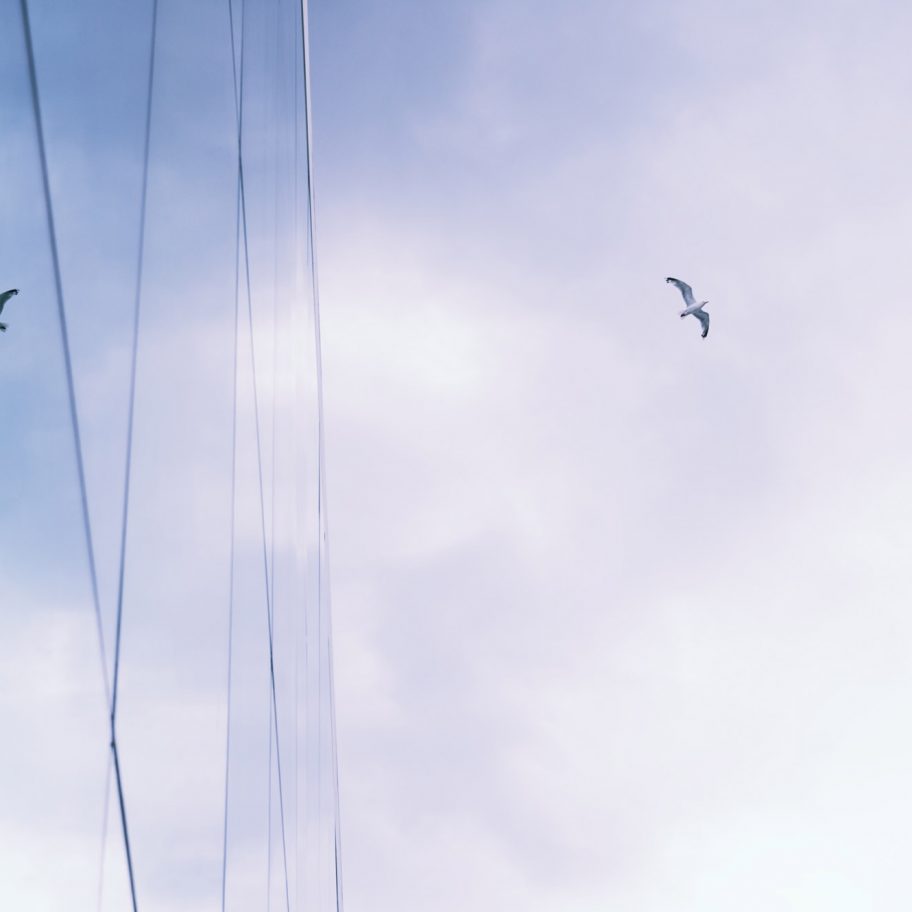Bird legislation passes in US House of Representatives