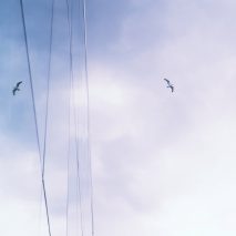 Bird legislation passes in US House of Representatives