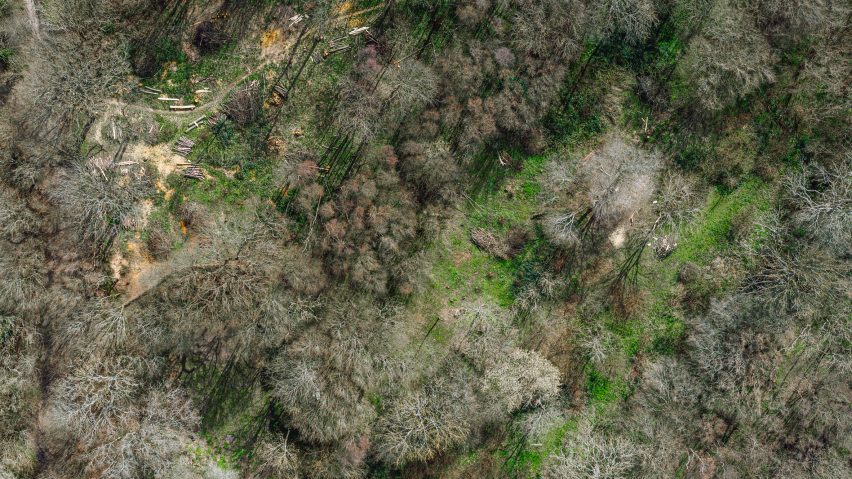 "I'm not an enormous advocate of the planting of trees," says Sebastian Cox