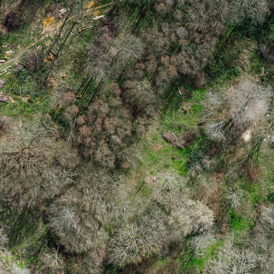 "I'm not an enormous advocate of the planting of trees," says Sebastian Cox