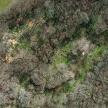 "I'm not an enormous advocate of the planting of trees," says Sebastian Cox