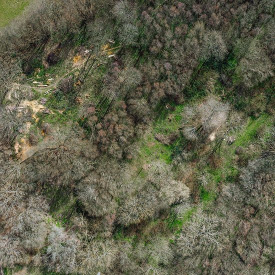 "I'm not an enormous advocate of the planting of trees," says Sebastian Cox