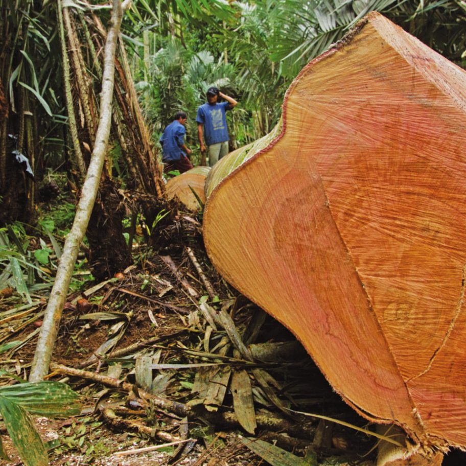 Call for entries to Timber Trade Federation's Conversations about Climate Change competition