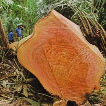 Call for entries to Timber Trade Federation's Conversations about Climate Change competition
