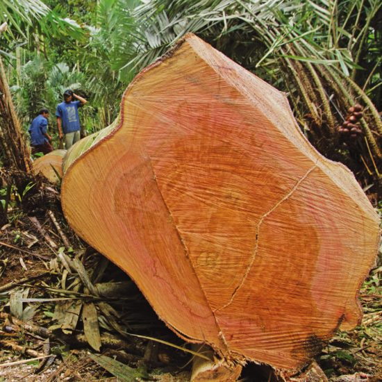 Call for entries to Timber Trade Federation's Conversations about Climate Change competition