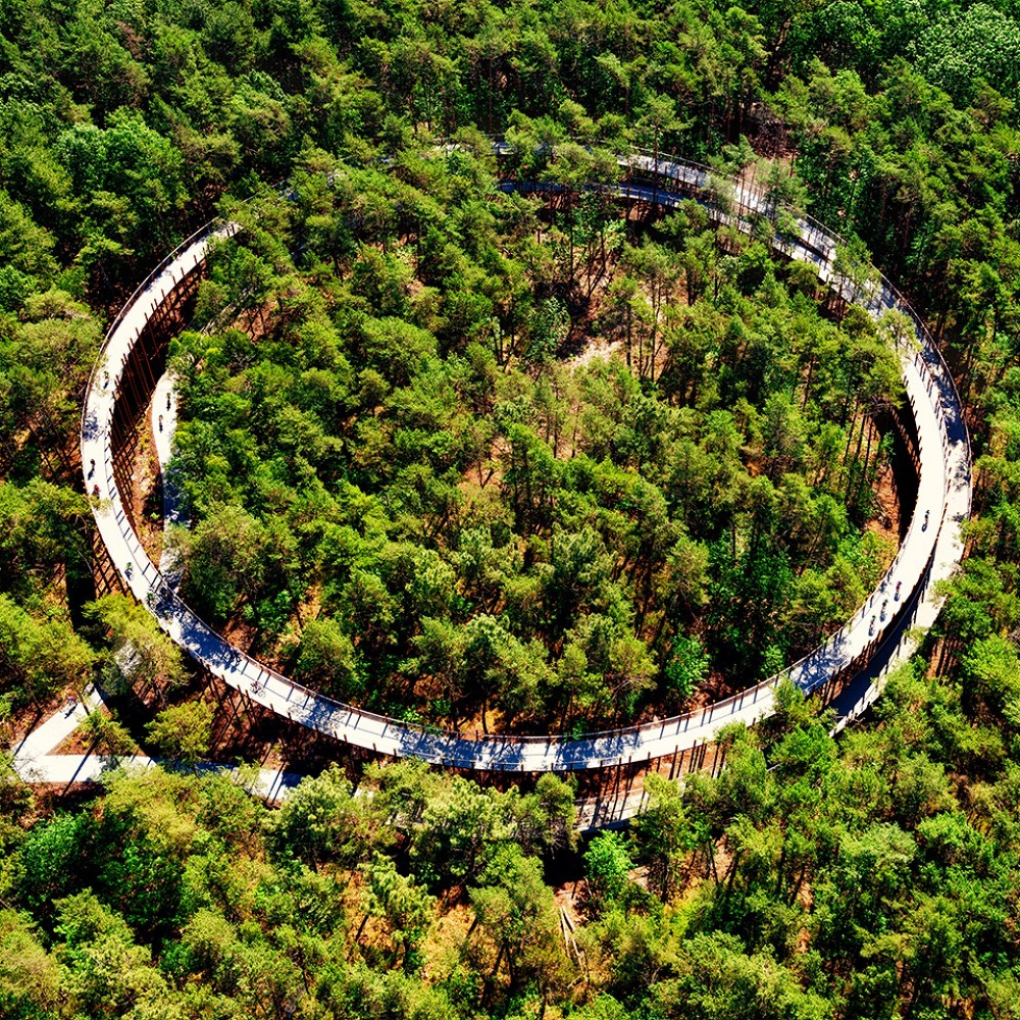 Cycling Through Trees by BuroLandschap and De Gregorio & Partners for Visit Limburg