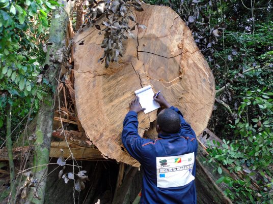 Timber Trade Federation's Conversations about Climate Change competition