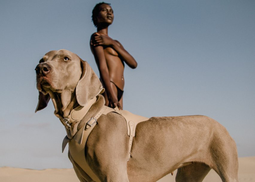 The Babbi harness and Dórro collar by Pagerie