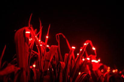 Red light in Grow installation by Studio Roosegaarde