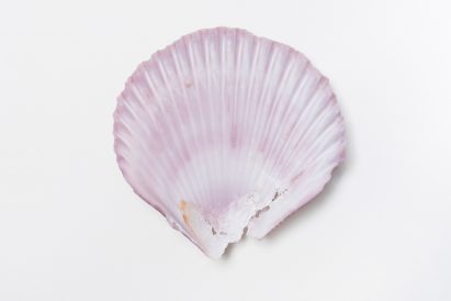 Seashell at R for Repair