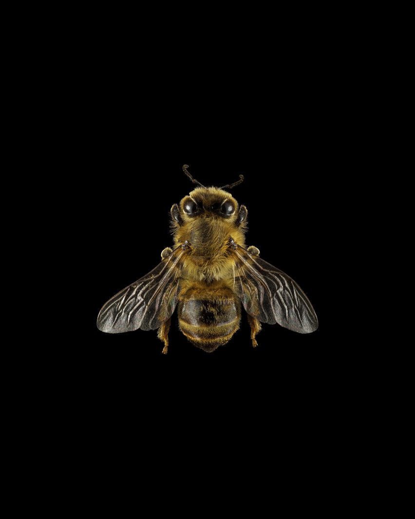 A close up study of a bee