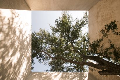 Guamuchil tree growing through a house in Mexico