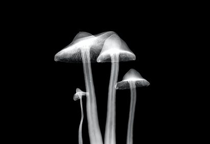 Only miniature flowers could be used due to the size constraints of the scanner