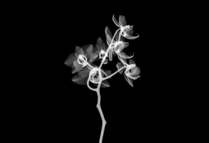 These images, which look similar to X-ray scans, can then be digitally combined to create a 3D model