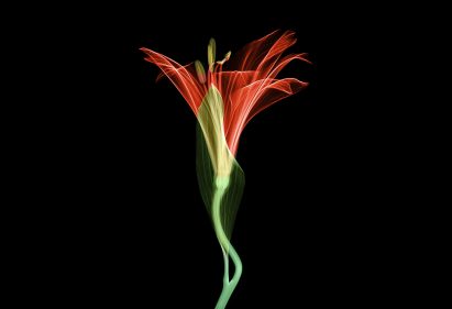 Coloured versions were created in Photoshop
