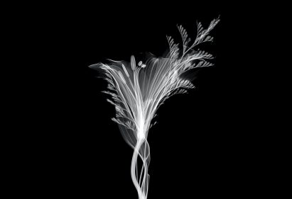 Schwartz had been using a scanner at the institute to study the internal structure of plants as part of a research project