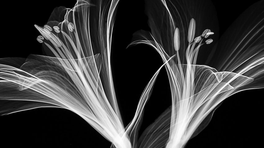 Mathew Schwartz creates X-ray images of flowers using  a micro-CT scanner