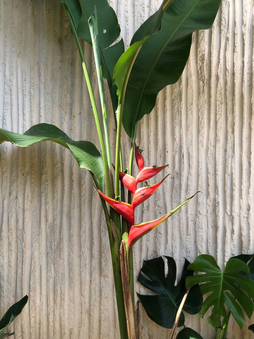 Plants in the garden