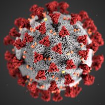 Coronavirus anniversary