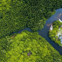An aerial view of a tropical forest in Indonesia