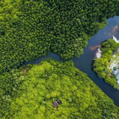 An aerial view of a tropical forest in Indonesia