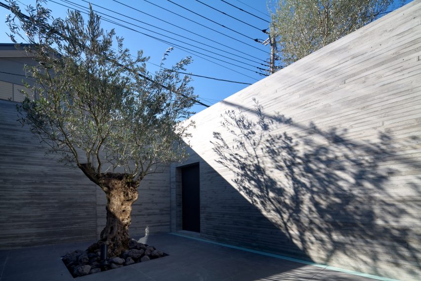 An olive tree at the entrance of the home