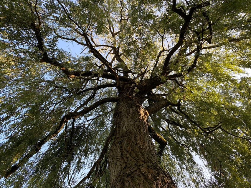 A weeping willow tree