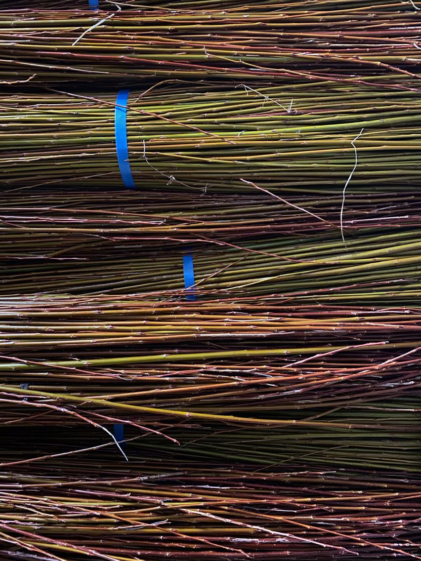 Investigating willow twigs