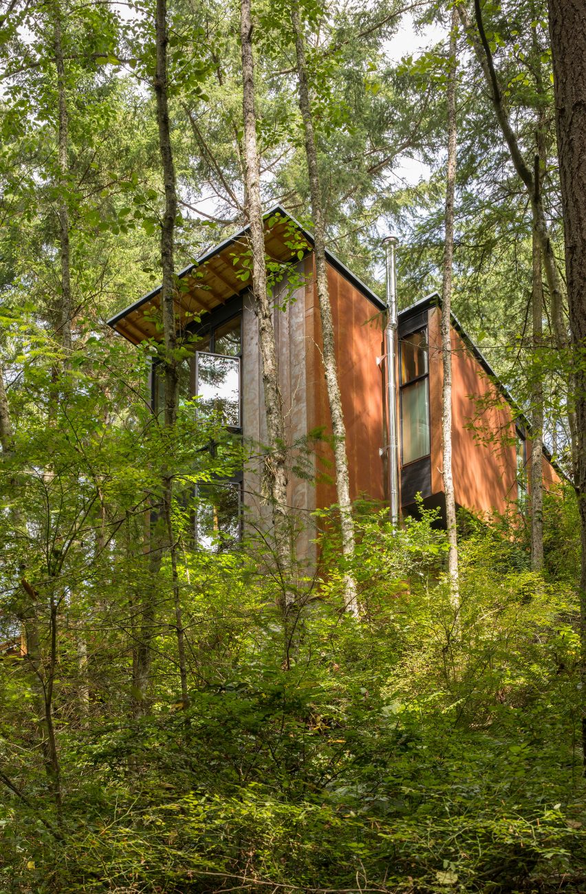 Above the forest floor