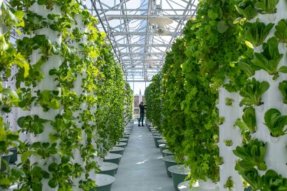 Tres Birds designed above-ground planters used to grow vegetables