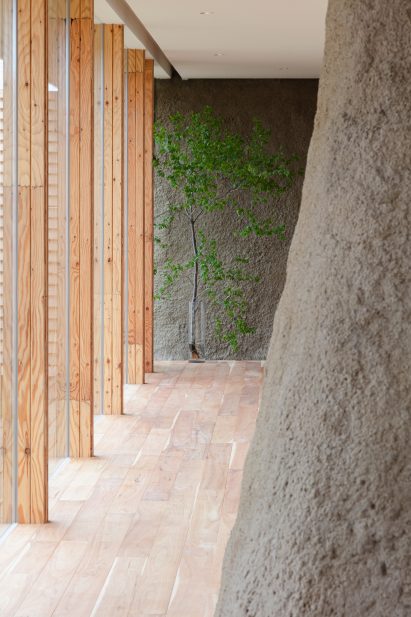 Tree inside a house with soil walls