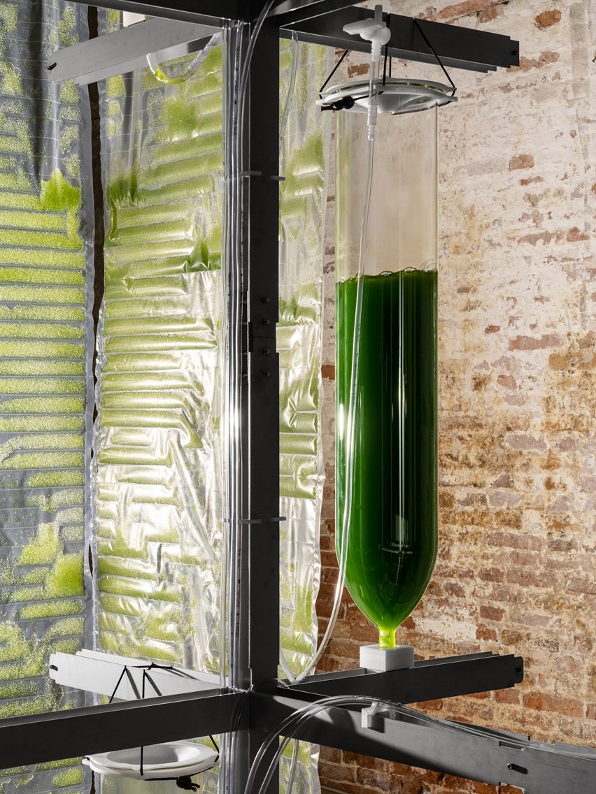 DIY home kit for growing edible algae